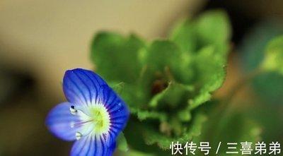 比较坚定靠自己的生肖 不喜欢依靠他人的是什么生肖