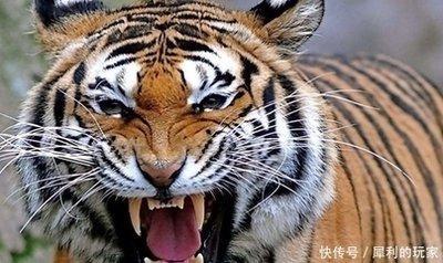 比较贪心的生肖有哪些难以满足性格