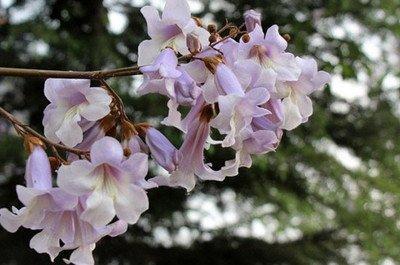 梧桐花的花语是什么 梧桐花寓意