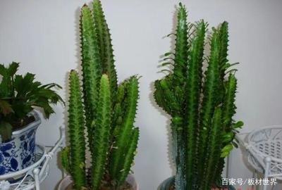 植物不可乱养 这几种植物会破坏住宅风水