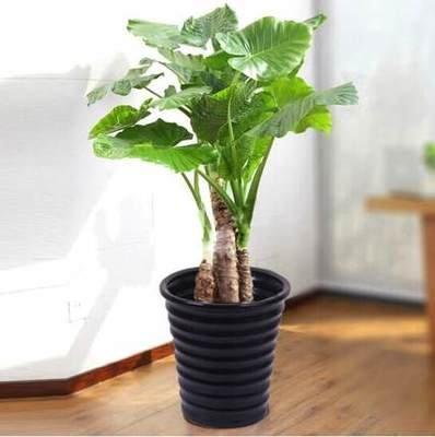 植物可以调节风水吗 家居摆放植物有什么好处