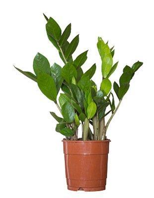 植物可以调节风水吗 家居摆放植物有什么好处