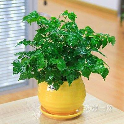 植物在办公室内如何摆放植物可以完善办公室风水布局