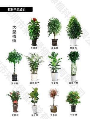 植物在办公室内如何摆放植物可以完善办公室风水布局