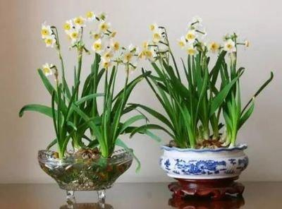 水仙花风水摆放知识 水仙花摆在哪里最好
