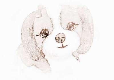 泓翔老师2025年8月生肖狗运势