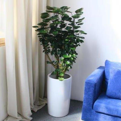 植物风水对财运有帮助 家里摆放植物也要讲究风