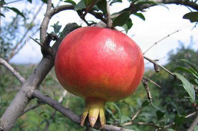 法令纹过长面相解读 法令纹太长有什么含义 法令纹过长面相解读 法令纹太长有什么含义