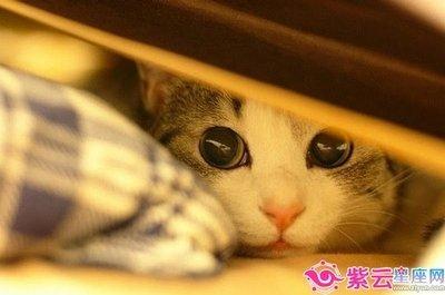 水蓝色眼泪2025年7月双子座运势