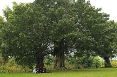 榕树盆景摆在哪里最合适榕树盆景对风水的影响