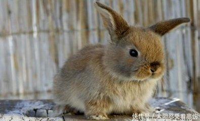 炫耀的是什么生肖 哪几个生肖爱炫耀