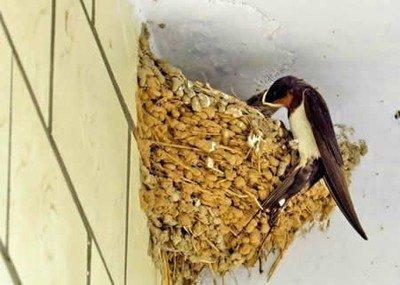 燕子和风水 家里有燕子窝对风水有何影响