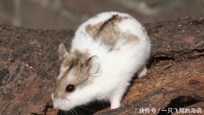 爱出风头的动物猜一生肖 什么生肖最喜欢出风头