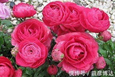 爱吹牛的生肖 最爱说谎的是哪些生肖