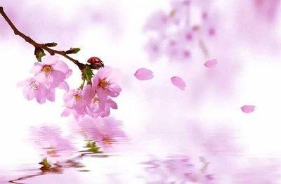测你2025年想要桃花运的你怎么找