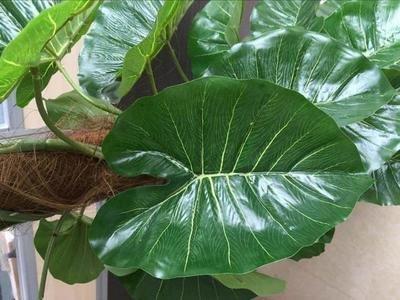 滴水观音有毒吗种植过程中要注意哪些问题