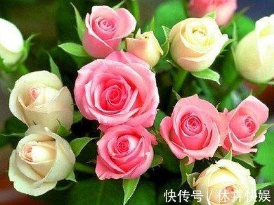 爱干净是什么生肖 盘点最爱干净的生肖