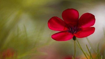 狮子座爱情运势2025 爱情可以开花结果吗