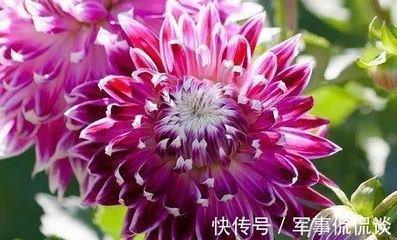 海百合2025年10月水瓶座运势