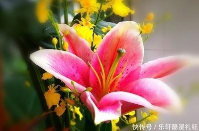海百合2025年10月狮子座运势