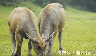 牛最讨厌什么事情 做哪些事情会让属牛人反感