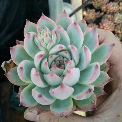 狮子座的开运水晶 能给狮子座带来好运的水晶 狮子座的开运水晶 能给狮子座带来好运的水晶