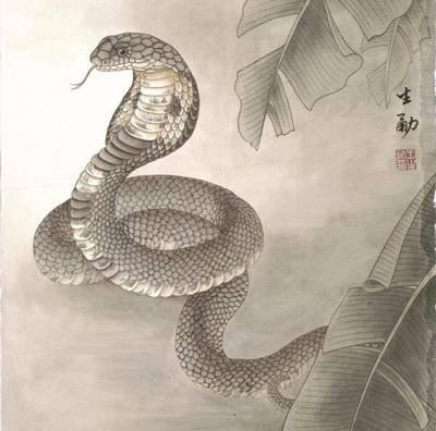 物质生肖女 超级物质的生肖女有哪几个