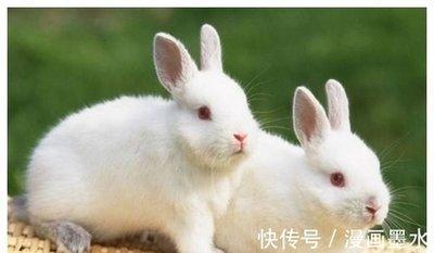 狗和兔合不合 属狗人与属兔人结婚好不好