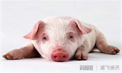 猪生肖今年多少岁 2025年属猪人运势好不好