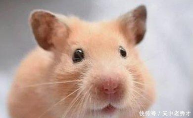 猪的优点和缺点 属猪人有哪些优缺点 猪的优点和缺点 属猪人有哪些优缺点