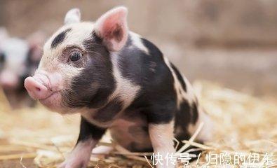 猪的配偶属什么最合适 属猪人的最佳配偶属相分析