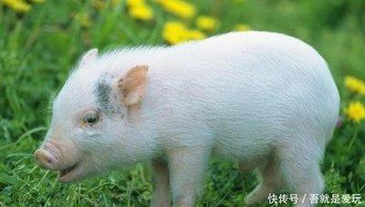 猪的配偶属什么最合适 属猪人的最佳配偶属相分析