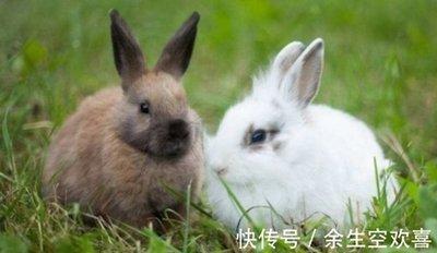 生肖兔事业上的合作伙伴 属兔人与哪些生肖合作好