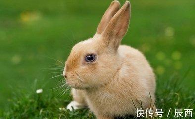 生肖兔事业上的合作伙伴 属兔人与哪些生肖合作好