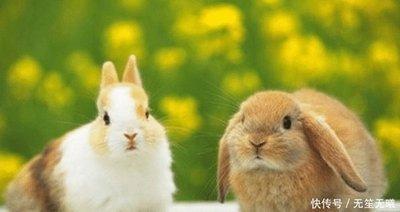 生肖兔哪日出生好 哪一天出生会有好运 生肖兔哪日出生好 哪一天出生会有好运