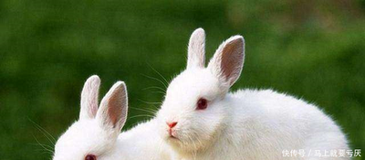 生肖兔哪日出生好 哪一天出生会有好运 生肖兔哪日出生好 哪一天出生会有好运