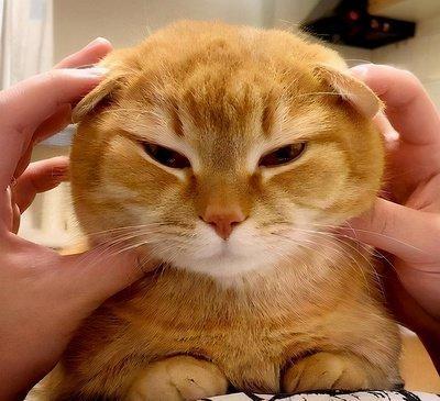 猫能增加房屋阳气吗 养猫会带来什么运气