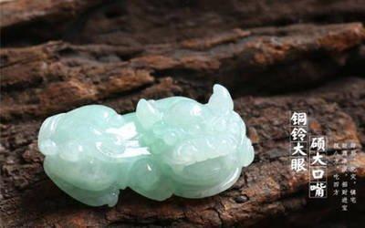 生肖猪的人养什么花 属猪人养哪些花运气好