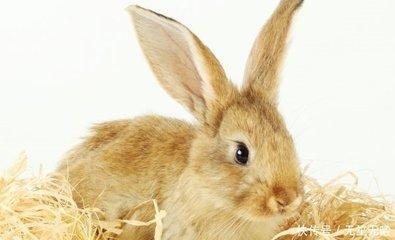 生肖兔怎么增加运气生肖兔旺运小技巧