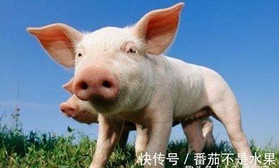 生肖兔最佳事业搭档 谁是属兔人工作上的好伙伴