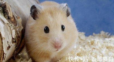 生肖鼠真爱在什么地点出现 属鼠人哪里能遇到真爱