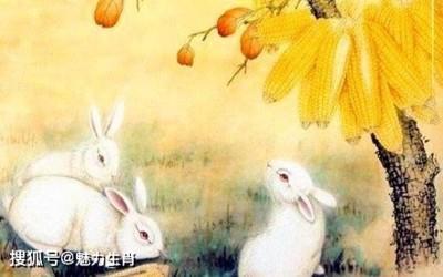 生肖兔最让人讨厌的地方 属兔人哪些方面不招人喜欢