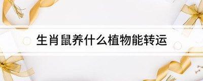 生肖鼠适合的植物 属鼠人适合养什么植物