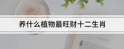 生肖鼠适合的植物 属鼠人适合养什么植物