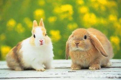 生肖兔的人养什么花 属兔人养哪些花运气好