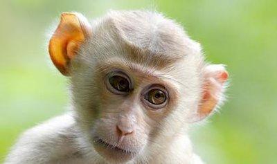 生肖猴2026年运势11月运势大全