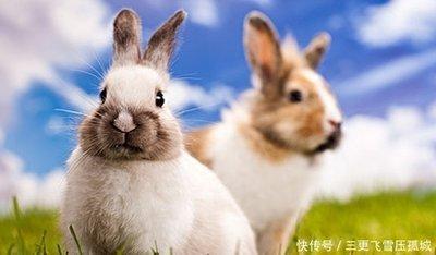 生肖兔结婚大吉月 2025年属兔人几月结婚好