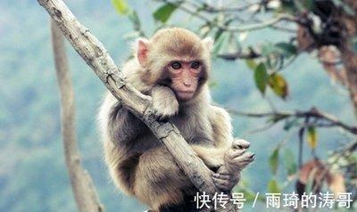生肖猴事业上的合作伙伴 属猴与哪些生肖合作好