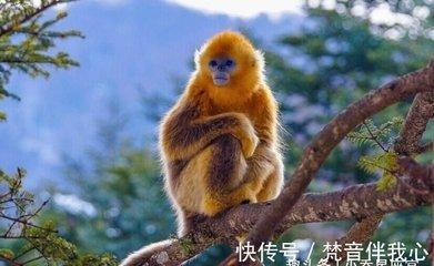 生肖猴事业上的合作伙伴 属猴与哪些生肖合作好