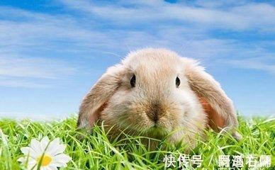 生肖兔遇到什么是不能控制自己情绪